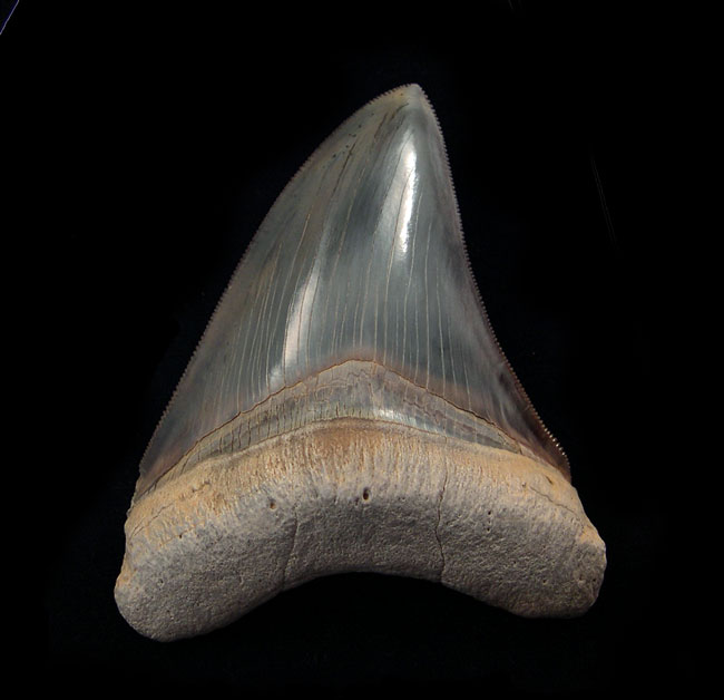 Peru Megalodon tooth