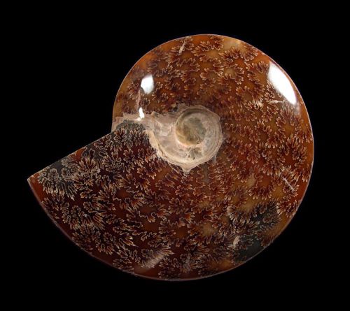 The Beauty of Madagascar Ammonites