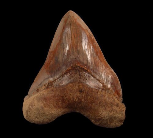 The Significance of West Java Megalodon Teeth in Paleontology: Unveiling the Giants of the Miocene Epoch