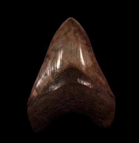 Deciphering the Fossil Record: Distinguishing Real Megalodon Teeth from Fakes