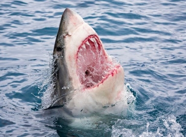 BuriedTreasureFossils: Shark, T-Rex, Megalodon Teeth for Sale