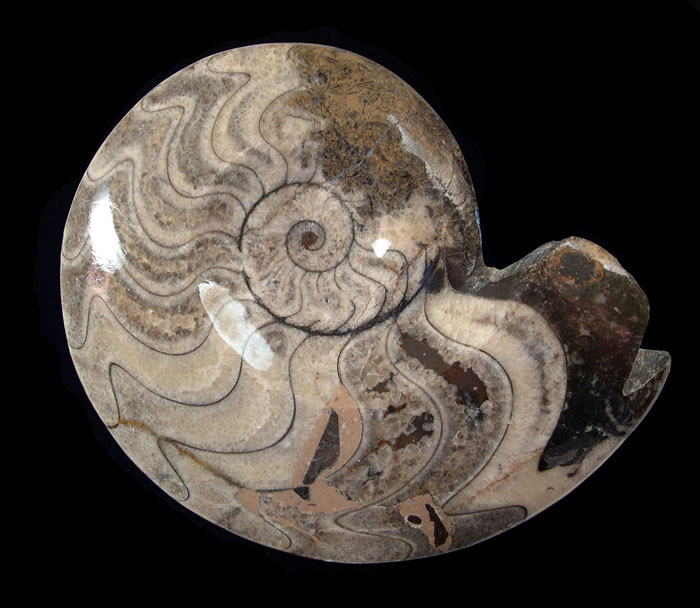 Moroccan Ammonites For Sale: BuriedTreasureFossils