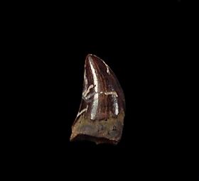 velociraptor tooth fossil