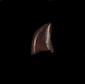 velociraptor tooth fossil