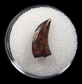 velociraptor teeth for sale