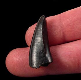 buy real t rex tooth