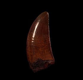 real t rex tooth fossil for sale