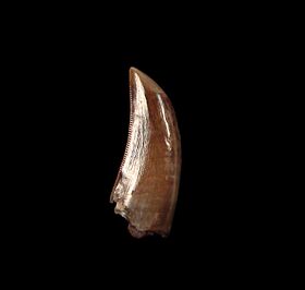 gorgosaurus tooth