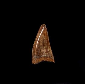 gorgosaurus tooth