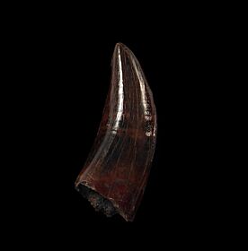 gorgosaurus tooth