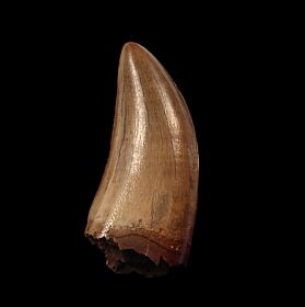 gorgosaurus tooth