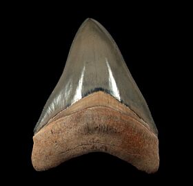 Megalodon Shark Teeth for Sale | Buried Treasure Fossils