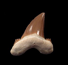 Auriculatus Shark Teeth for Sale | Buried Treasure Fossils