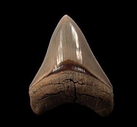 Lee Creek Megalodon teeth | Buried Treasure Fossils