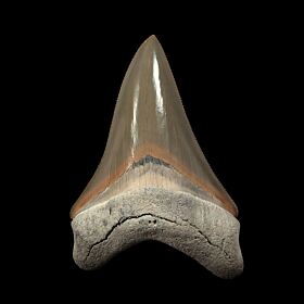 Lee Creek Fossil Shark Teeth For Sale Buried Treasure Fossils