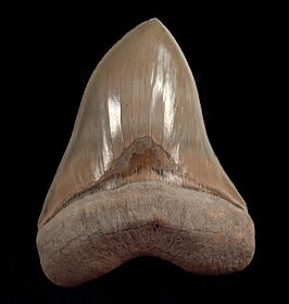 Museum Quality Shark Teeth | Buried Treasure Fossils