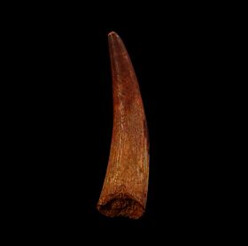 pterosaur teeth