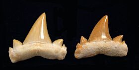 Cretolamna maroccana - Morocco Fossil Shark Teeth - Shop by Shark Tooth ...