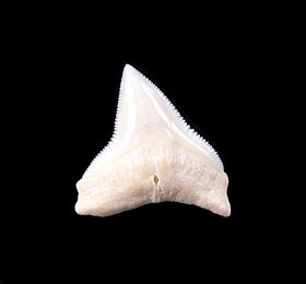 Bull Shark Teeth for Sale | Buried Treasure Fossils