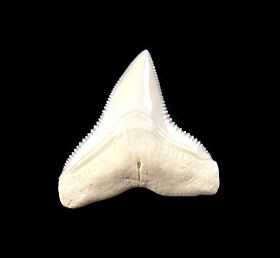 Bull Shark Teeth for Sale | Buried Treasure Fossils