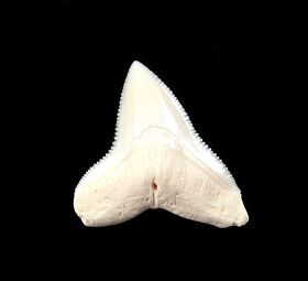 Bull Shark Teeth for Sale | Buried Treasure Fossils