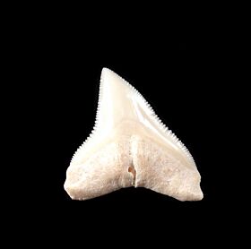 Bull Shark Teeth For Sale 