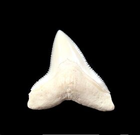 Bull Shark Teeth for Sale | Buried Treasure Fossils