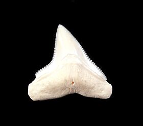 Bull Shark Teeth for Sale | Buried Treasure Fossils