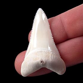 Modern Shark Teeth for sale | Buried Treasure Fossils