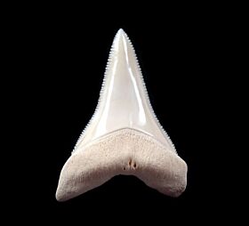 Modern Shark Teeth for sale | Buried Treasure Fossils