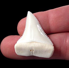 Modern Shark Teeth for sale | Buried Treasure Fossils