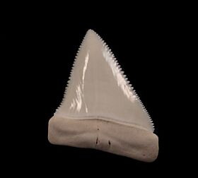 Modern Shark Teeth for sale | Buried Treasure Fossils