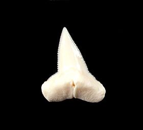 Modern Hammerhead Shark Teeth for sale: BuriedTreasureFossils