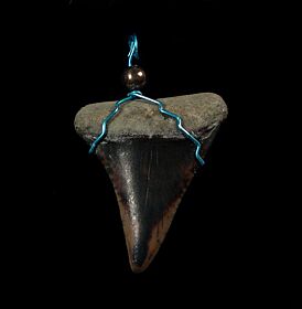 Shark Teeth Jewelry for sale | Buried Treasure Fossils