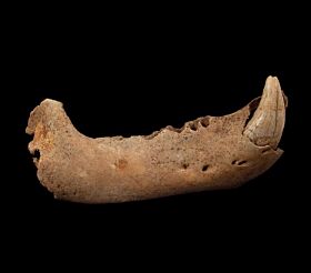 Cave Bear - Cave bear fossils for sale | Buried Treasure Fossils