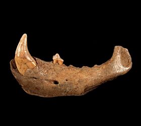 Cave Bear - Cave bear fossils for sale | Buried Treasure Fossils