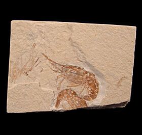 Fossil shrimp for sale: BuriedTreasureFossils