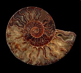 Madagascar Ammonites for sale: BuriedTreasureFossils