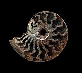 Pyritized Ammonites For Sale: BuriedTreasureFossils