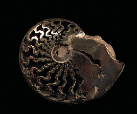 Pyritized Ammonites For Sale: BuriedTreasureFossils